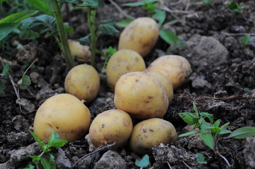 Potatoes For Beginners: A Guide For Cooking Spuds