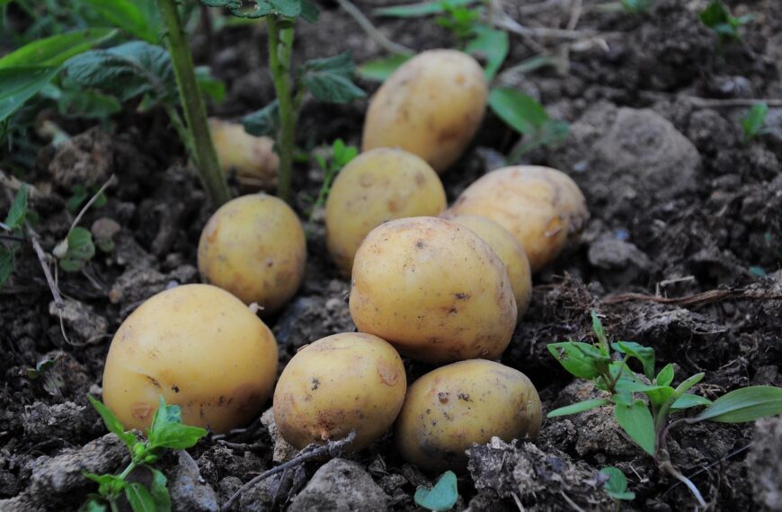 Potatoes For Beginners: A Guide For Cooking Spuds