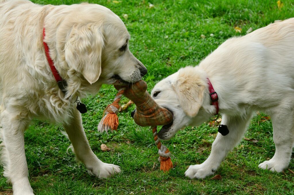 Comprehending Your Rights In The Event Of A Dog-Bite Accident 