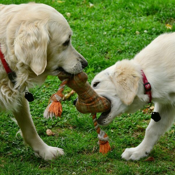 Comprehending Your Rights In The Event Of A Dog-Bite Accident 