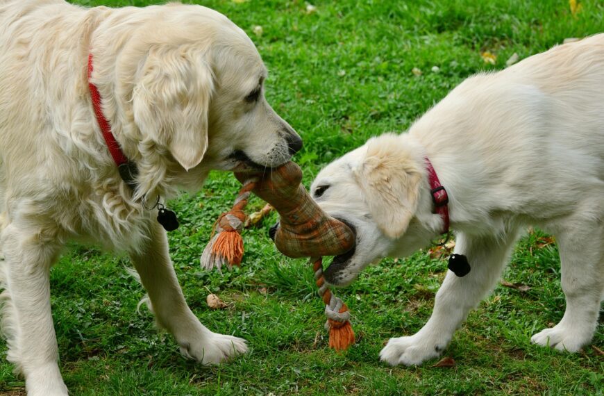 Comprehending Your Rights In The Event Of A Dog-Bite Accident 