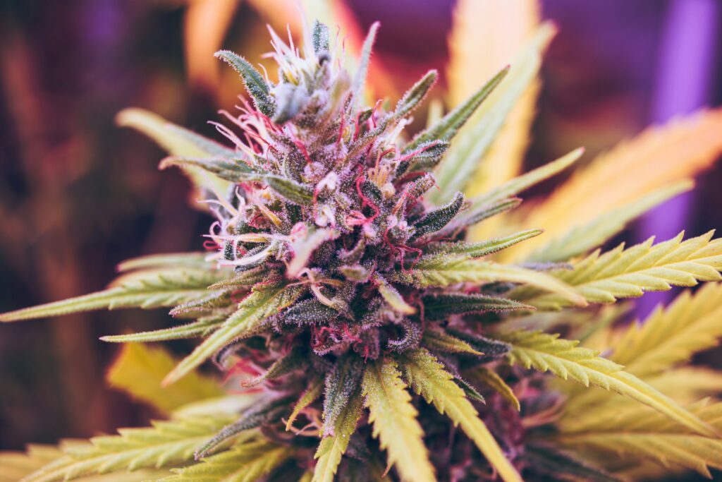 Cheapest Weed Online Canada Makes Bulk Orders Affordable and Convenient