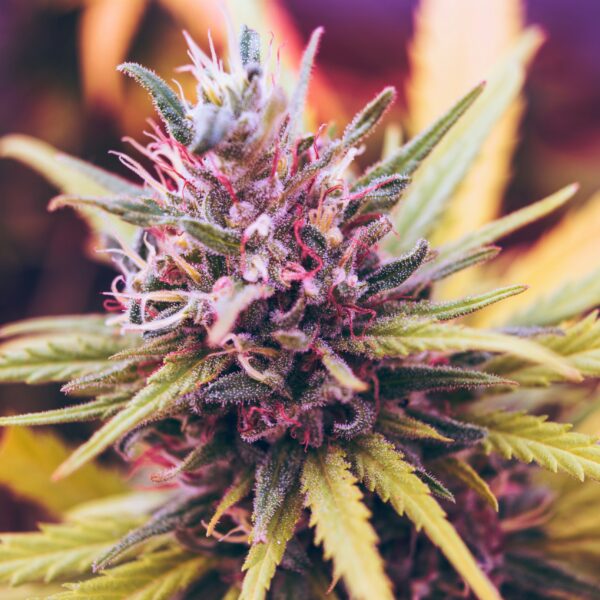 Cheapest Weed Online Canada Makes Bulk Orders Affordable and Convenient