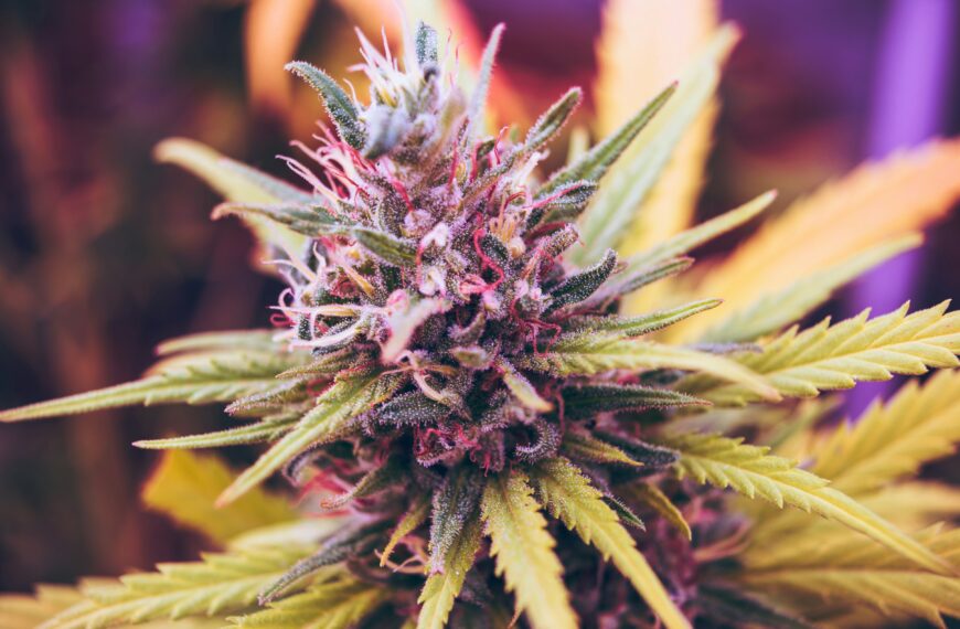 Cheapest Weed Online Canada Makes Bulk Orders Affordable and Convenient