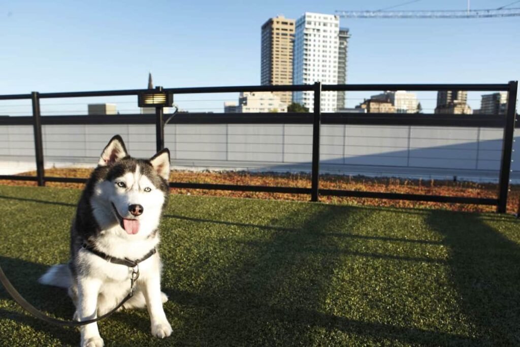 Apartments Near Seattle With Dog Parks and Pet Wash: A Look at Lakeview at Newcastle