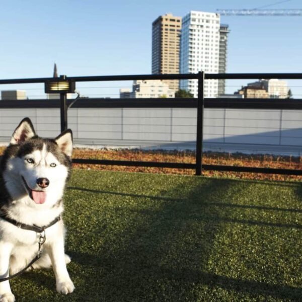 Apartments Near Seattle With Dog Parks and Pet Wash: A Look at Lakeview at Newcastle